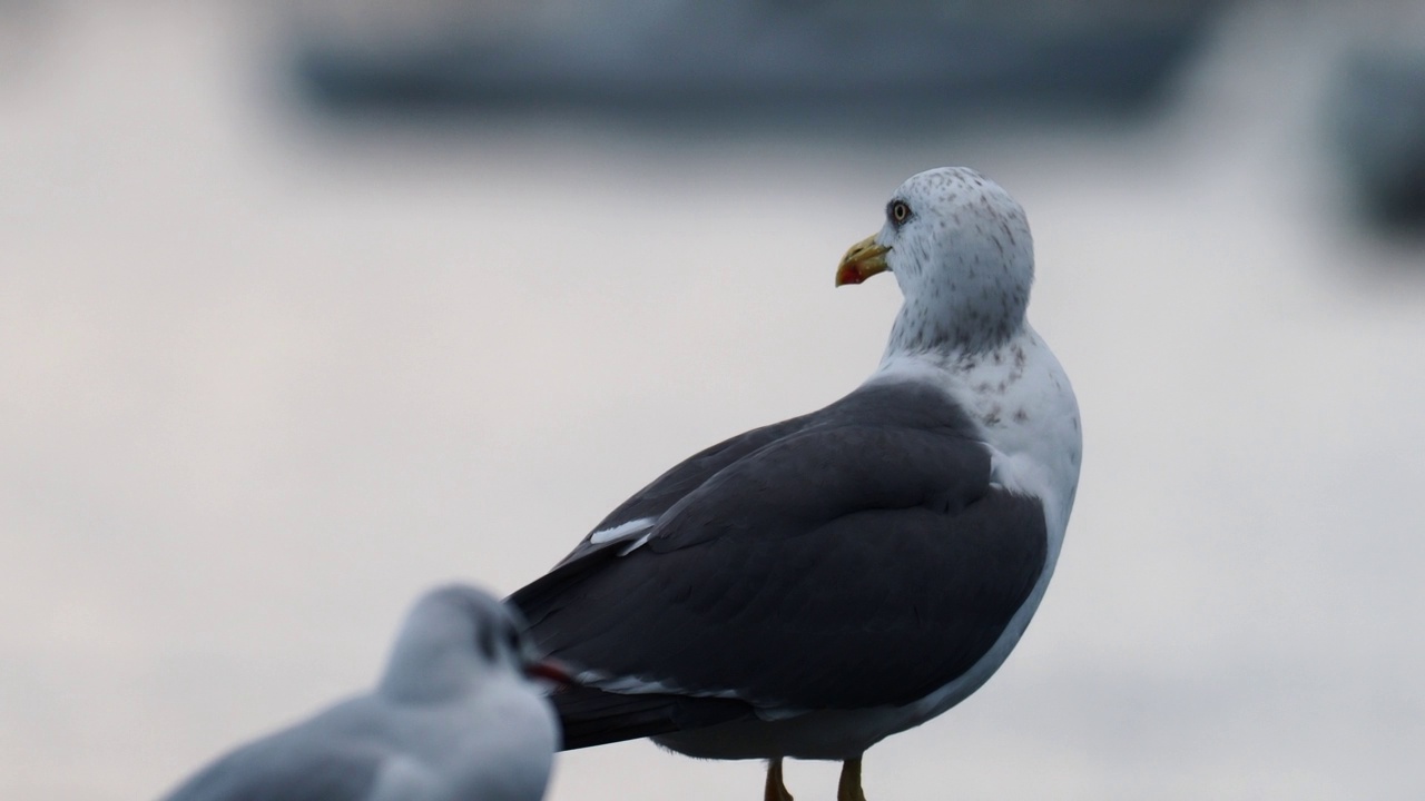 一只小黑背鸥，Larus fuscus，在安布尔塞德，湖区，英国。视频素材