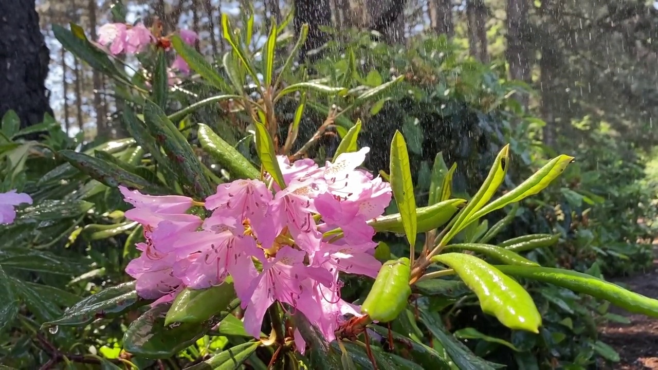 春雨落在花园里的粉色杜鹃花上。视频素材