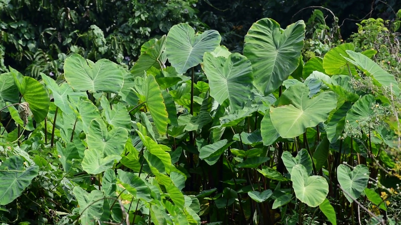 芋头叶(Colocasia esculenta, talas)与自然背景视频素材