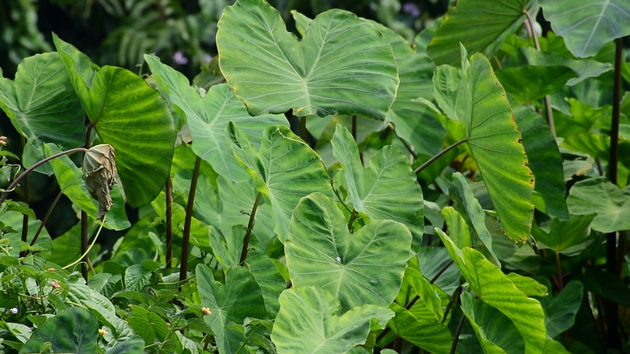 芋头叶(Colocasia esculenta, talas)与自然背景视频素材