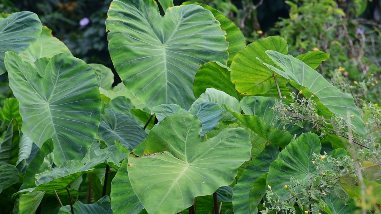 芋头叶(Colocasia esculenta, talas)与自然背景视频素材