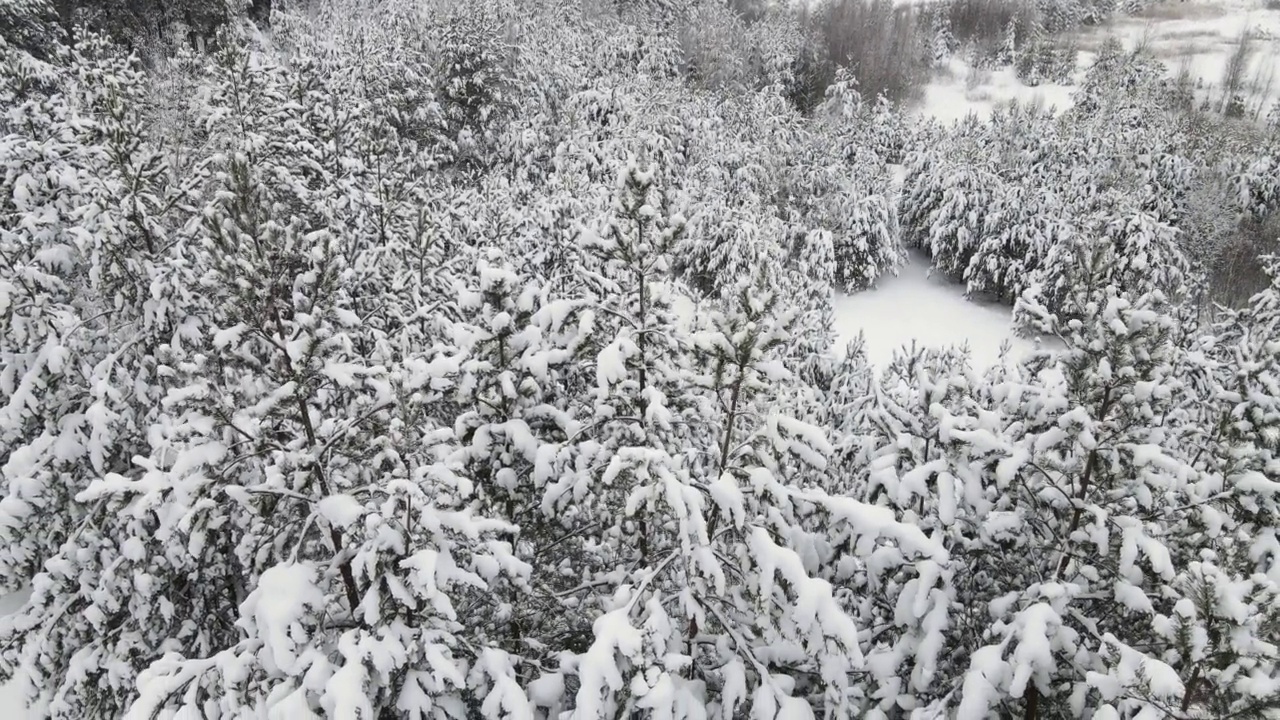 美丽浓密的冷杉树在雪林的北面，鸟瞰。视频素材