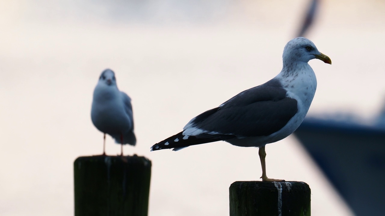 一只小黑背鸥，Larus fuscus，在安布尔塞德，湖区，英国。视频素材