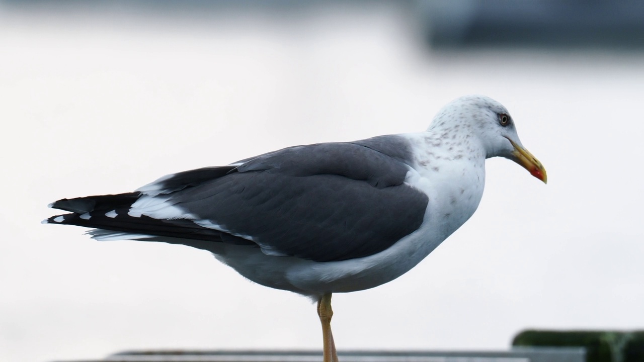 一只小黑背鸥，Larus fuscus，在安布尔塞德，湖区，英国。视频素材