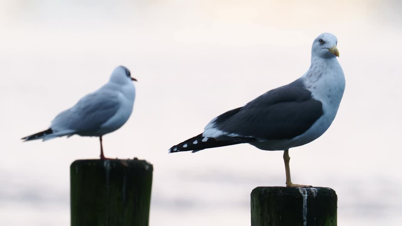 一只小黑背鸥，Larus fuscus，在安布尔塞德，湖区，英国。视频素材