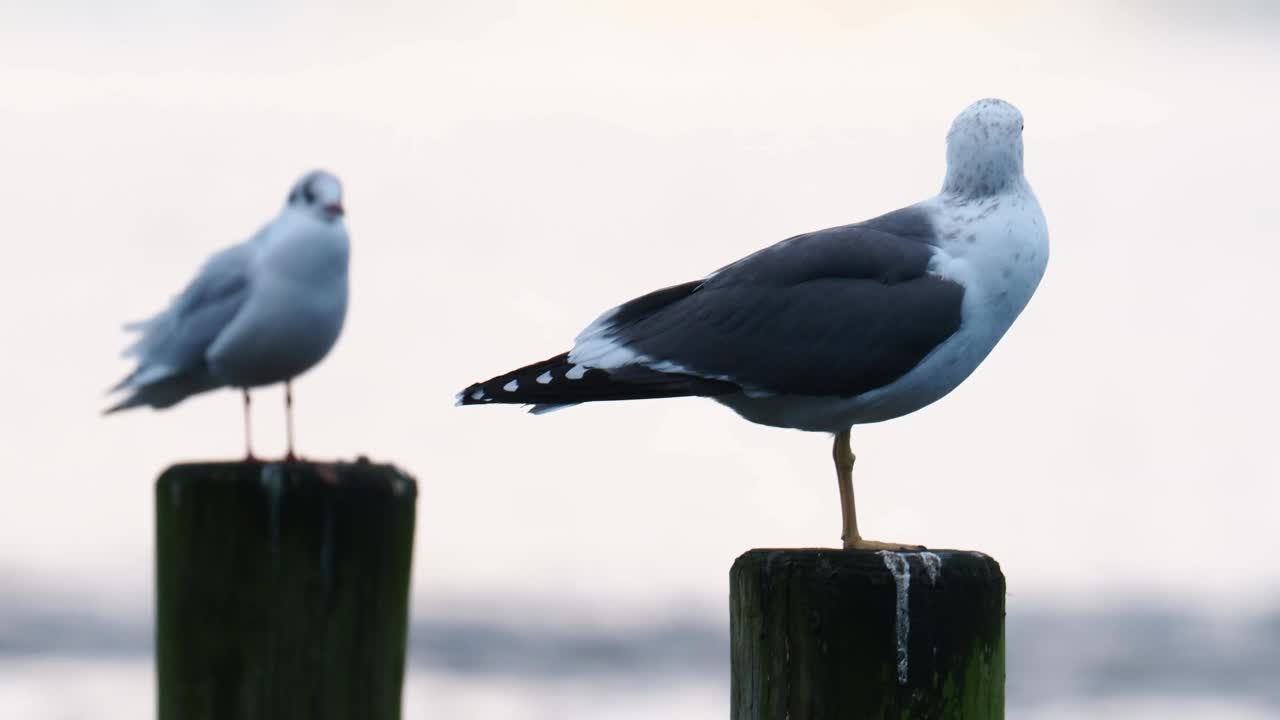 一只小黑背鸥，Larus fuscus，在安布尔塞德，湖区，英国。视频素材