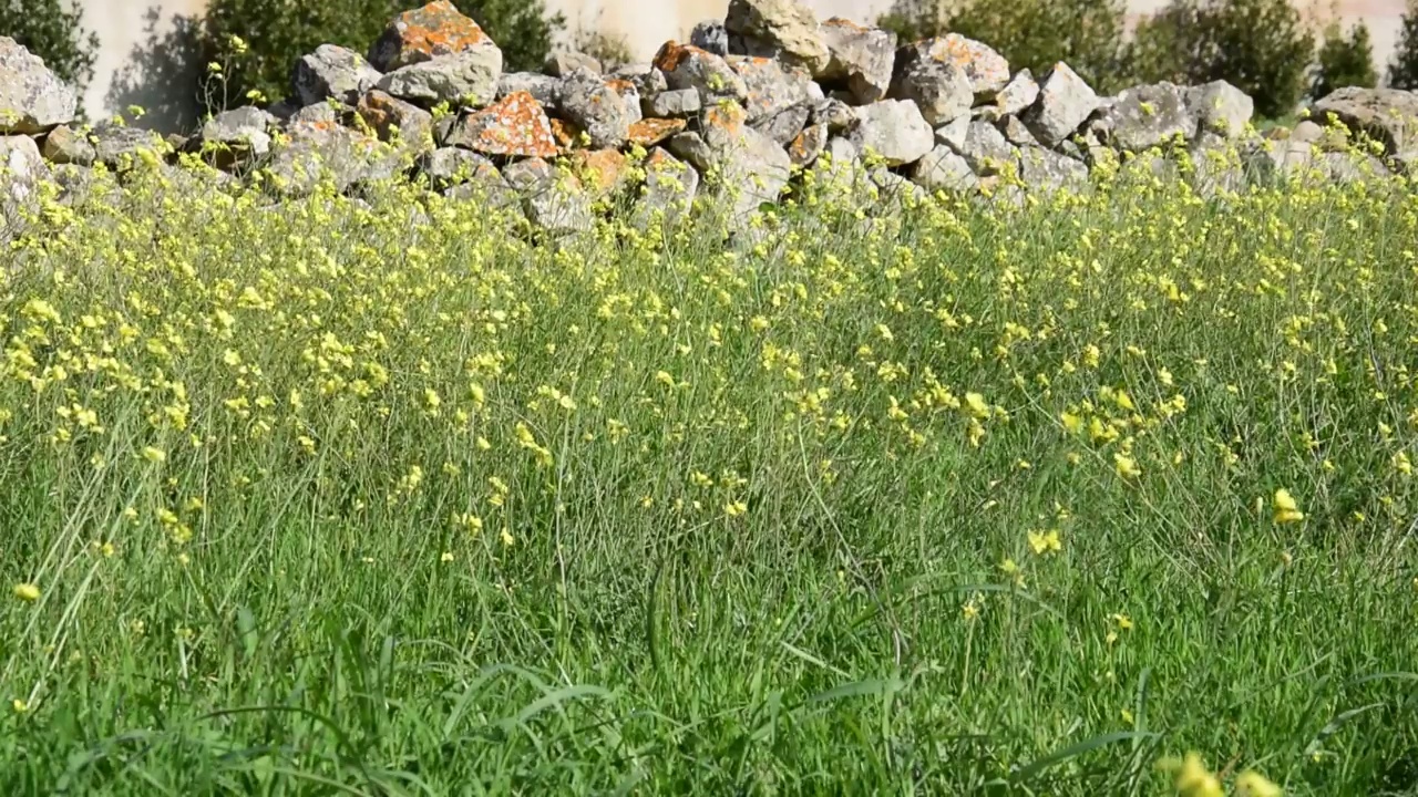 田野里的花视频素材