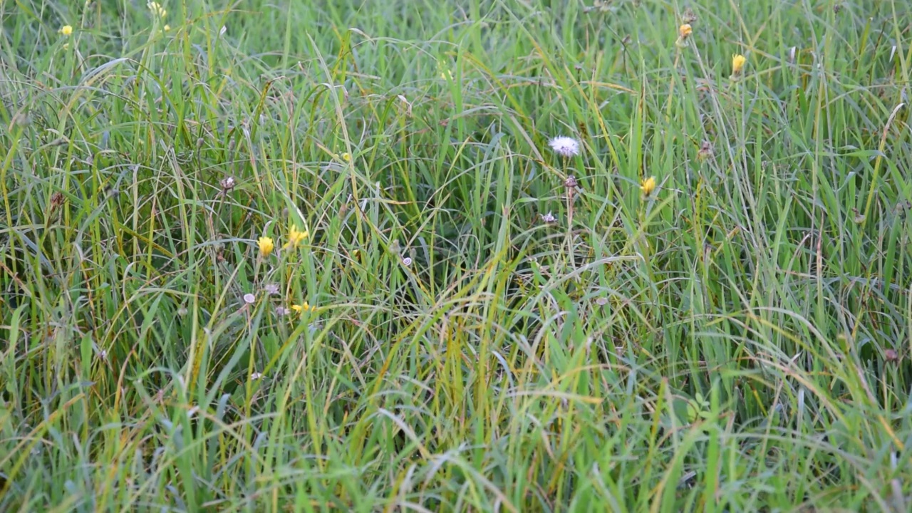 田野里的花视频素材