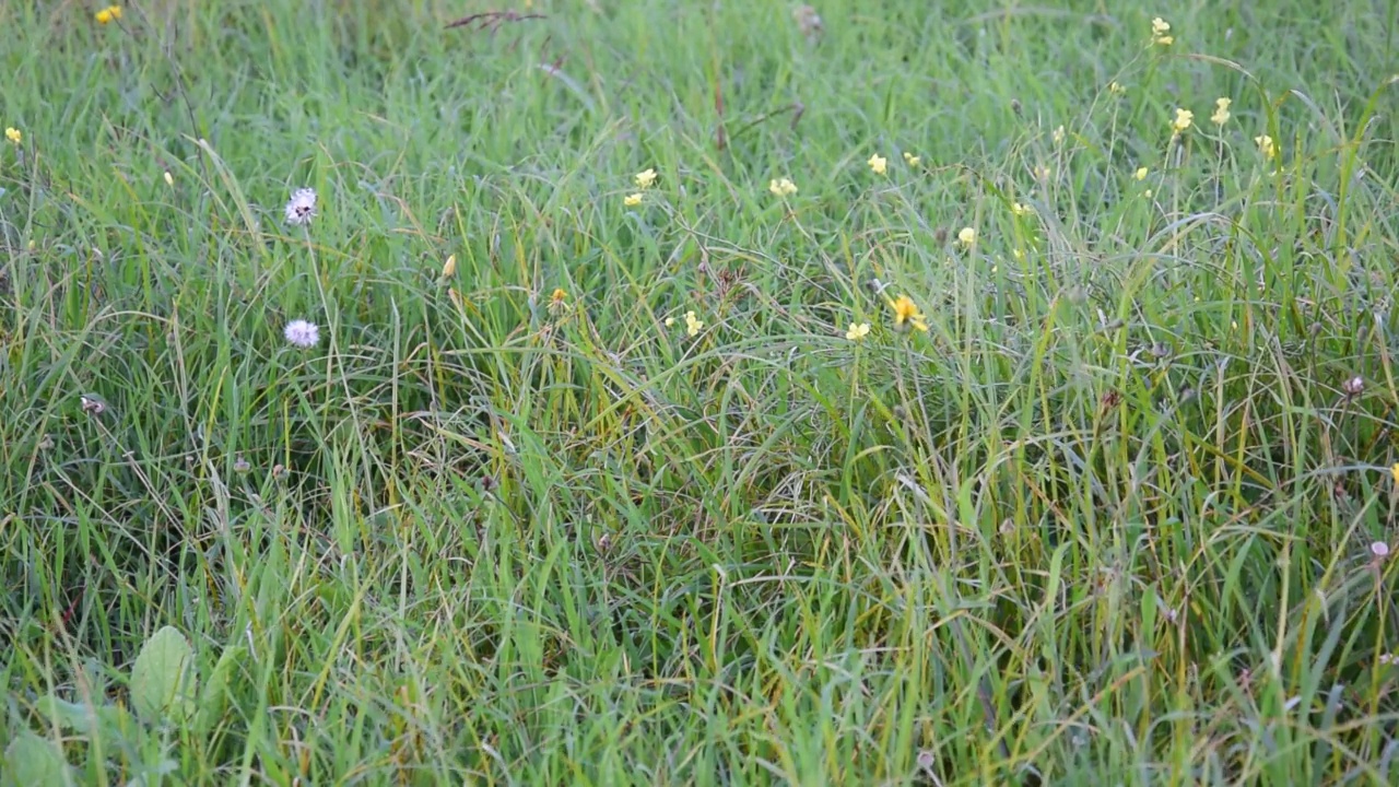 田野里的花视频素材