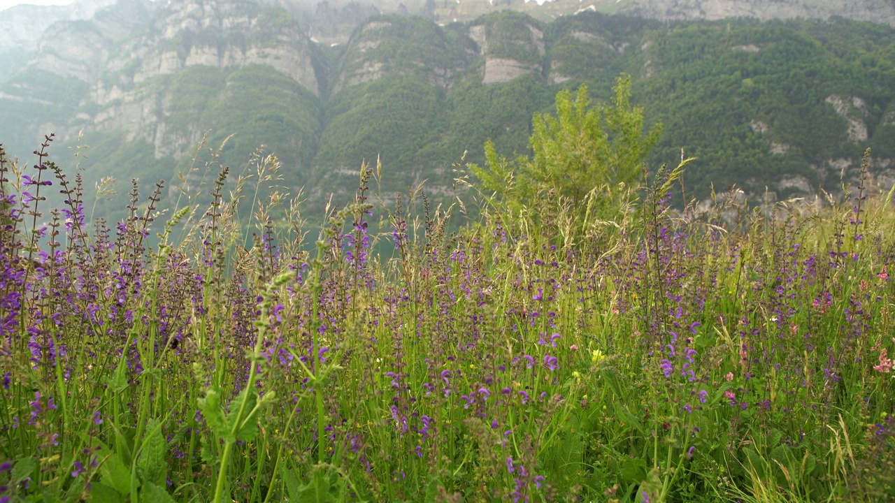 在瑞士阿尔卑斯山的山坡上，野花在风中摇曳视频下载