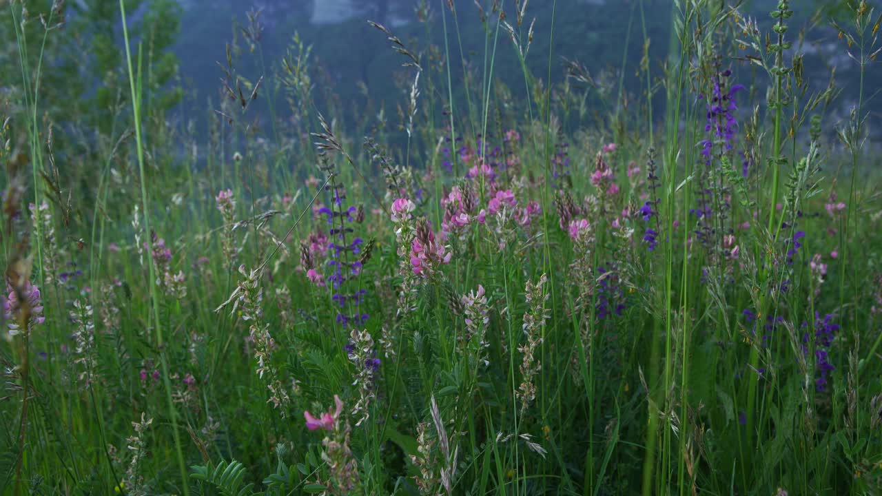 在瑞士阿尔卑斯山的山坡上，野花在风中摇曳视频素材