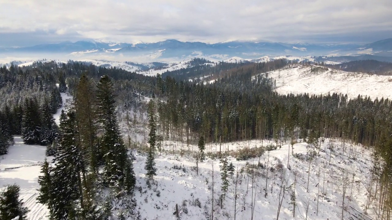 冬天的风景，在寒冷的山上有雪林的云杉树视频素材