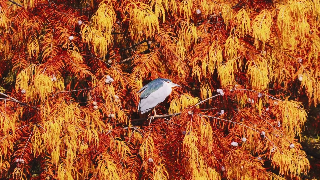 秋天，一只鸟栖息在树上视频素材