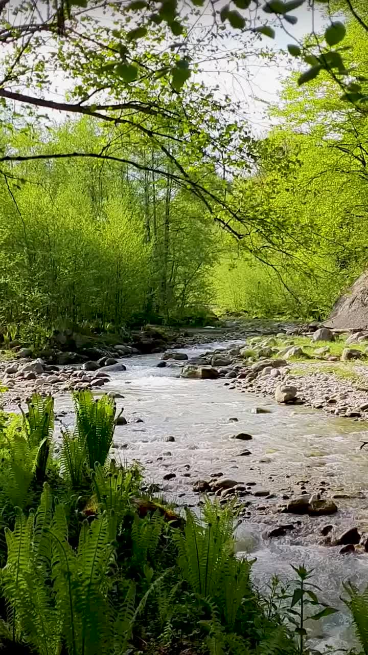 垂直:清溪绿林景观。视频素材