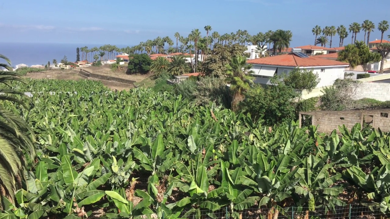 加那利群岛特内里费岛的香蕉种植园视频素材