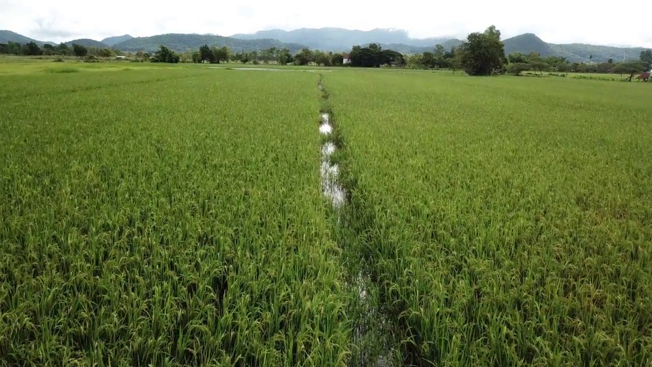 泰国清莱省农村地区的稻田和农田鸟瞰图。视频素材