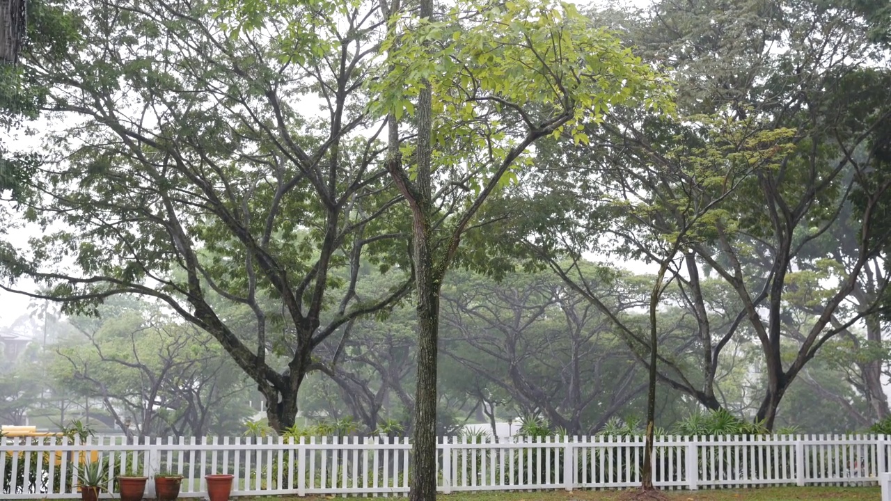 新加坡公园的雨天视频素材