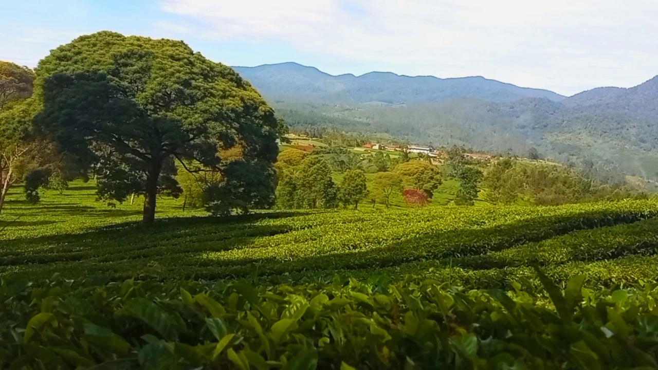 晨光下绿谷茶园美景。视频素材