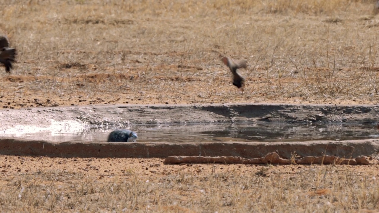 在南非的Kgalagadi跨界公园，一只黑头鹭(又名Ardea melanocephala)试图在水坑里捕捉其他鸟类视频素材