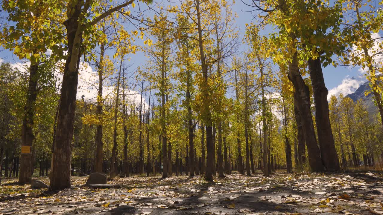 4K拍摄的美丽的秋天风景，黄色的树木在蓝天的背景下。秋天的森林，喜马偕尔邦，印度。落叶自然背景视频素材