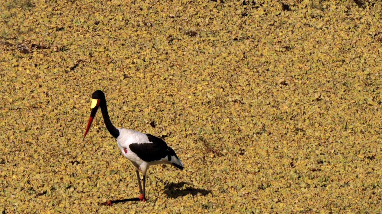 南非克鲁格国家公园的鞍喙鹳，或称鞍喙鹳，或称塞内加尔Ephippiorhynchus Senegalensis视频素材