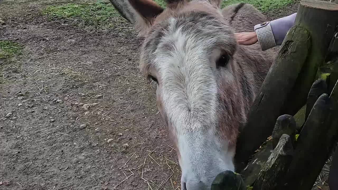 温顺的灰驴视频素材