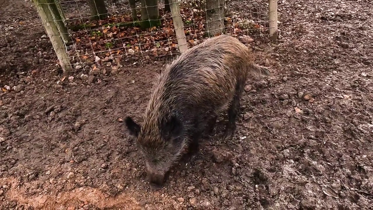 野猪觅食视频素材