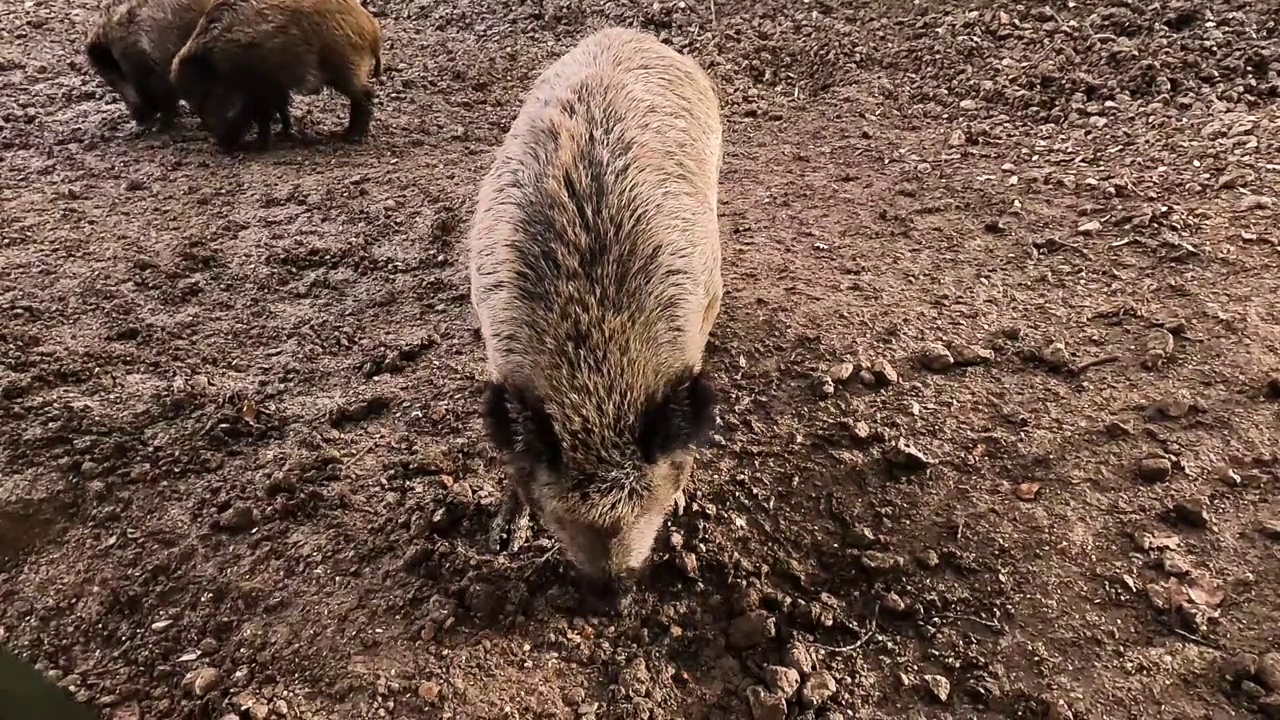 野猪觅食视频素材