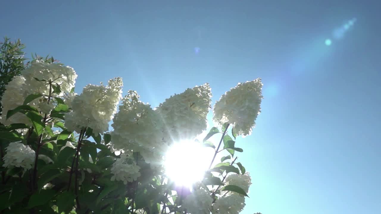 阳光穿透在风中摇曳的白色绣球花的花序。缓慢的运动。视频素材