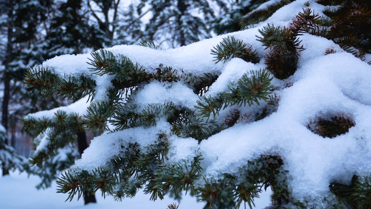 白色的雪躺在圣诞树的绿色树枝上。公园里的冬日雪景视频素材