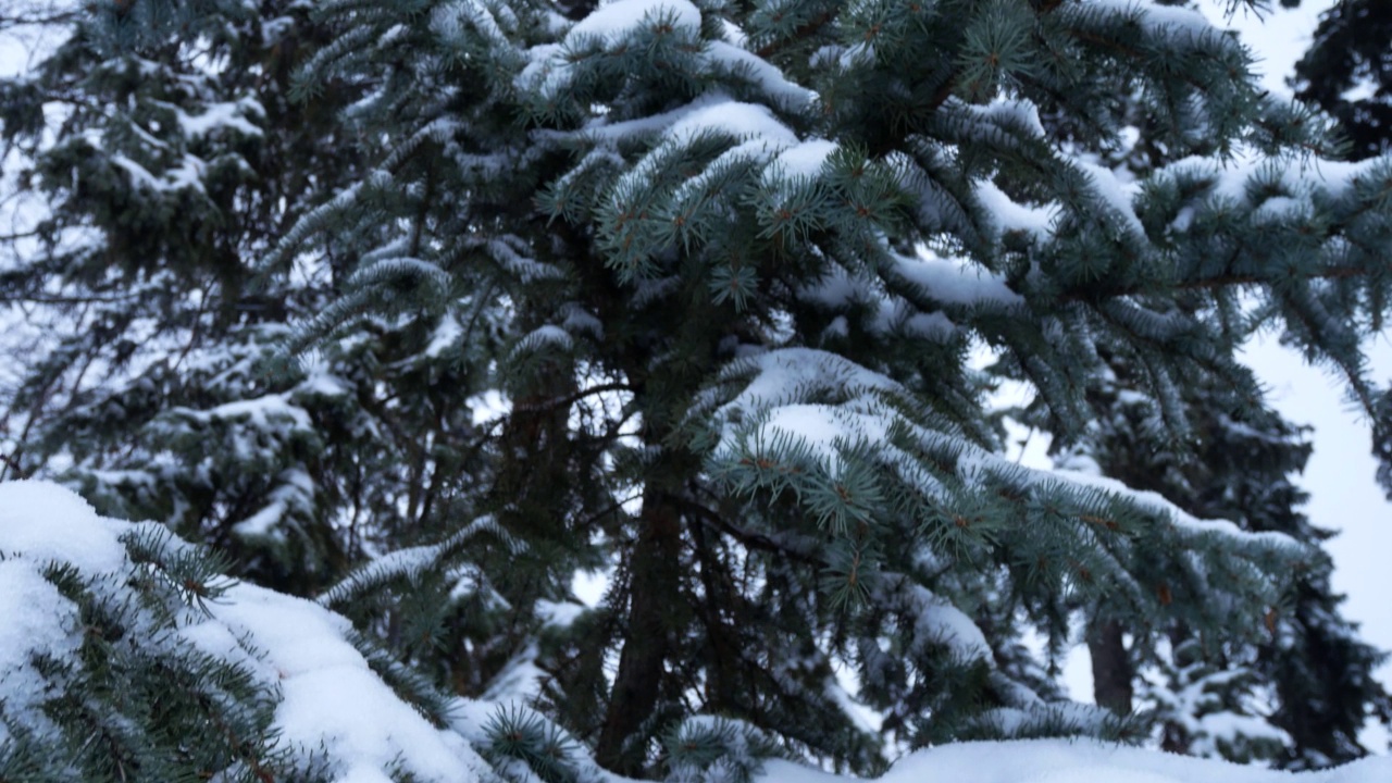 城市公园里被雪覆盖的云杉。全景。城市公园里的冬日雪天视频素材