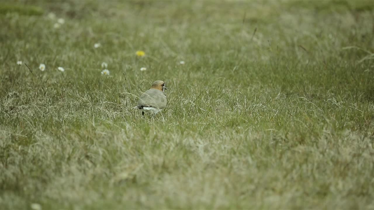 双带鸻(Charadrius falklandicus)站在短植被在福克兰群岛(Islas Malvinas)，南大西洋。视频素材