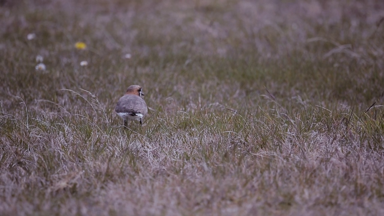 双带鸻(Charadrius falklandicus)站在短植被在福克兰群岛(Islas Malvinas)，南大西洋。视频素材