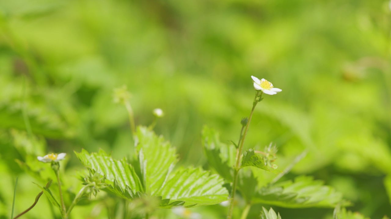 草莓花和绿叶。草地上的白色浆果花。关闭了。视频素材