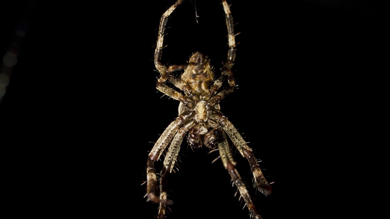蜘蛛在夜晚垂挂在蜘蛛网上，等待猎物视频素材