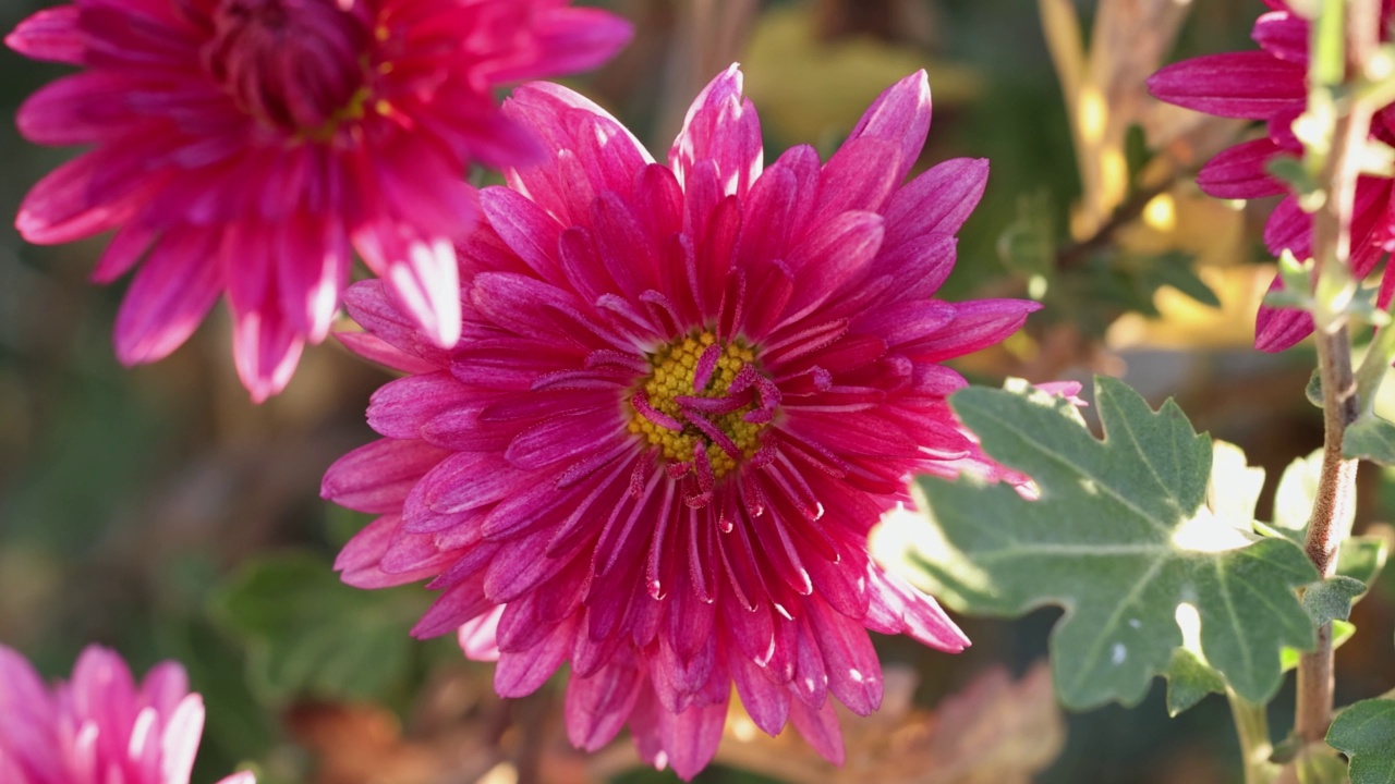 花园里美丽的菊花和露珠视频素材