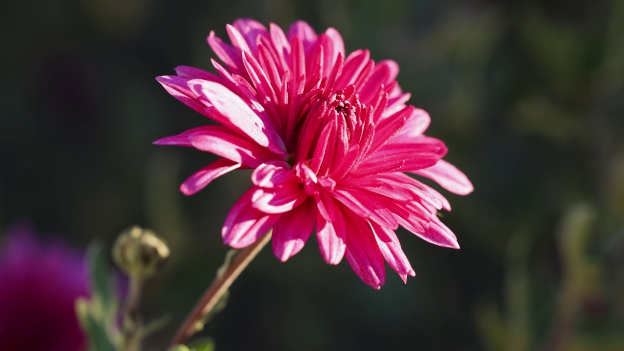 花园里美丽的菊花和露珠视频素材