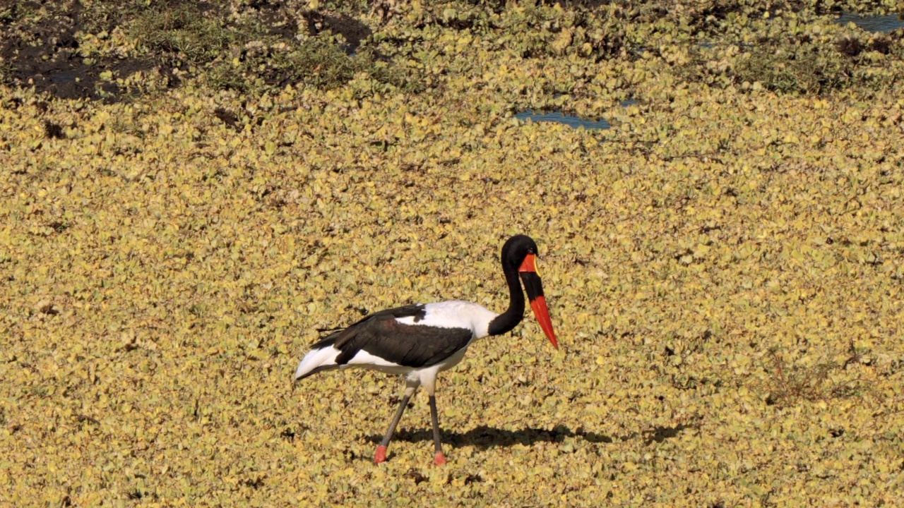 南非克鲁格国家公园的鞍喙鹳，或称鞍喙鹳，或称塞内加尔Ephippiorhynchus Senegalensis视频素材