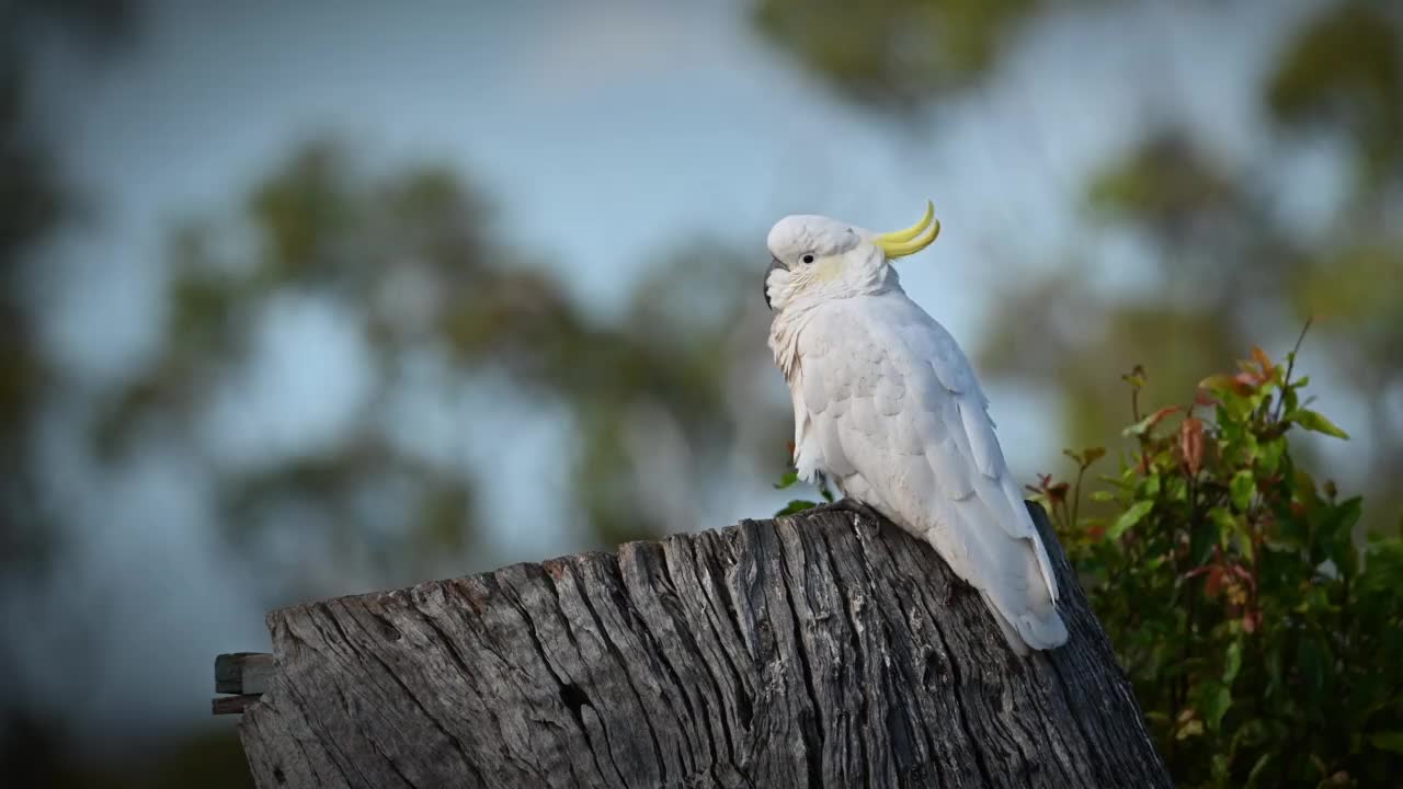 凤头鹦鹉(Cacatua galerita)视频素材