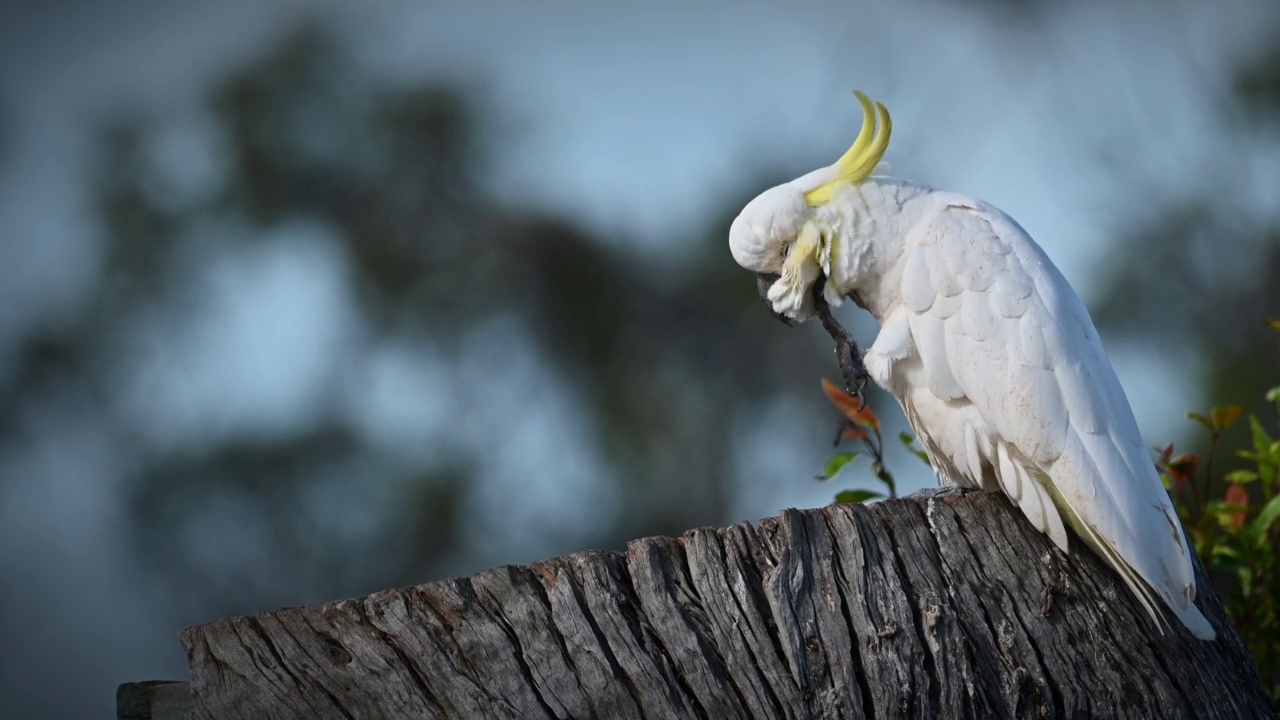 凤头鹦鹉(Cacatua galerita)视频素材