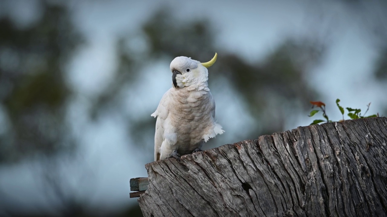 凤头鹦鹉(Cacatua galerita)视频素材