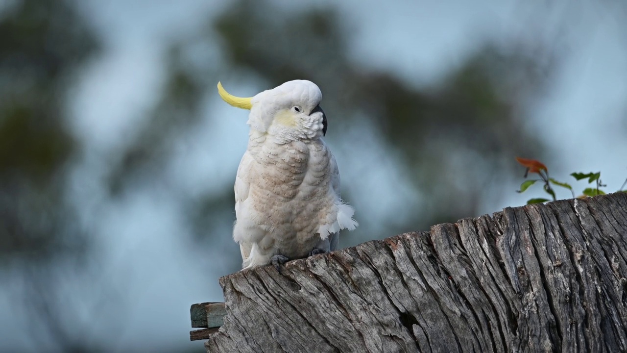 凤头鹦鹉(Cacatua galerita)视频素材