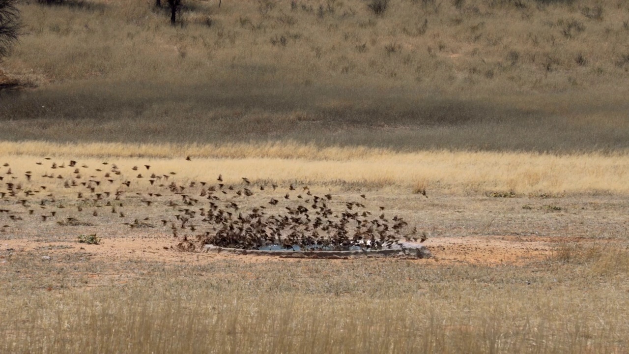 在南非的Kgalagadi跨界公园，一只黑头鹭(又名Ardea melanocephala)试图在水坑里捕捉其他鸟类视频素材