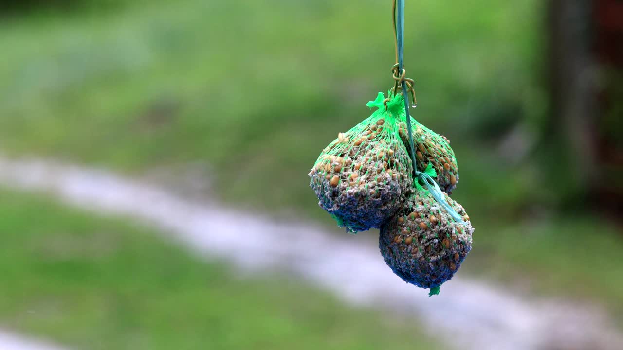 蓝山雀在雨中吃满种子喂球视频素材