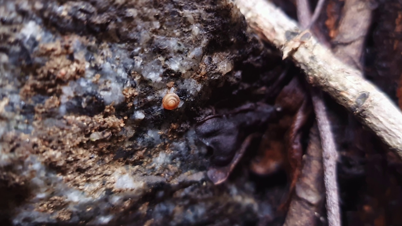 蜗牛在石头上移动的宏观视图视频素材