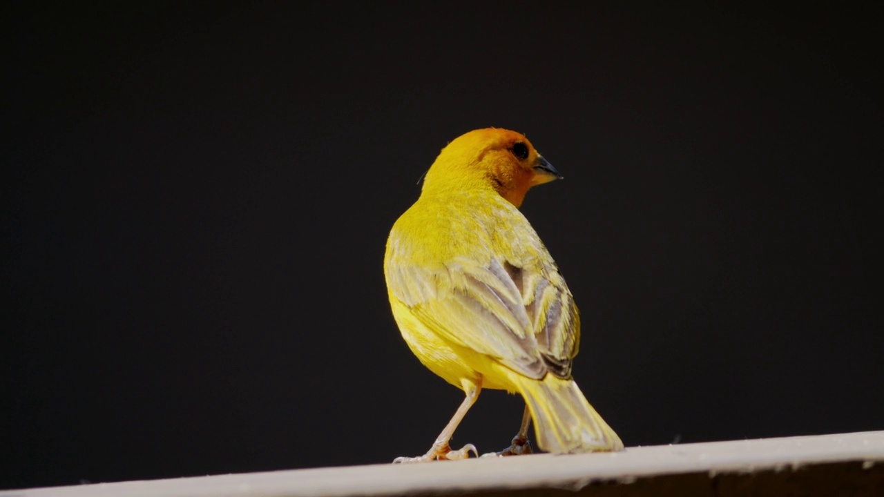 藏红花雀(Sicalis flaveola)起飞视频素材