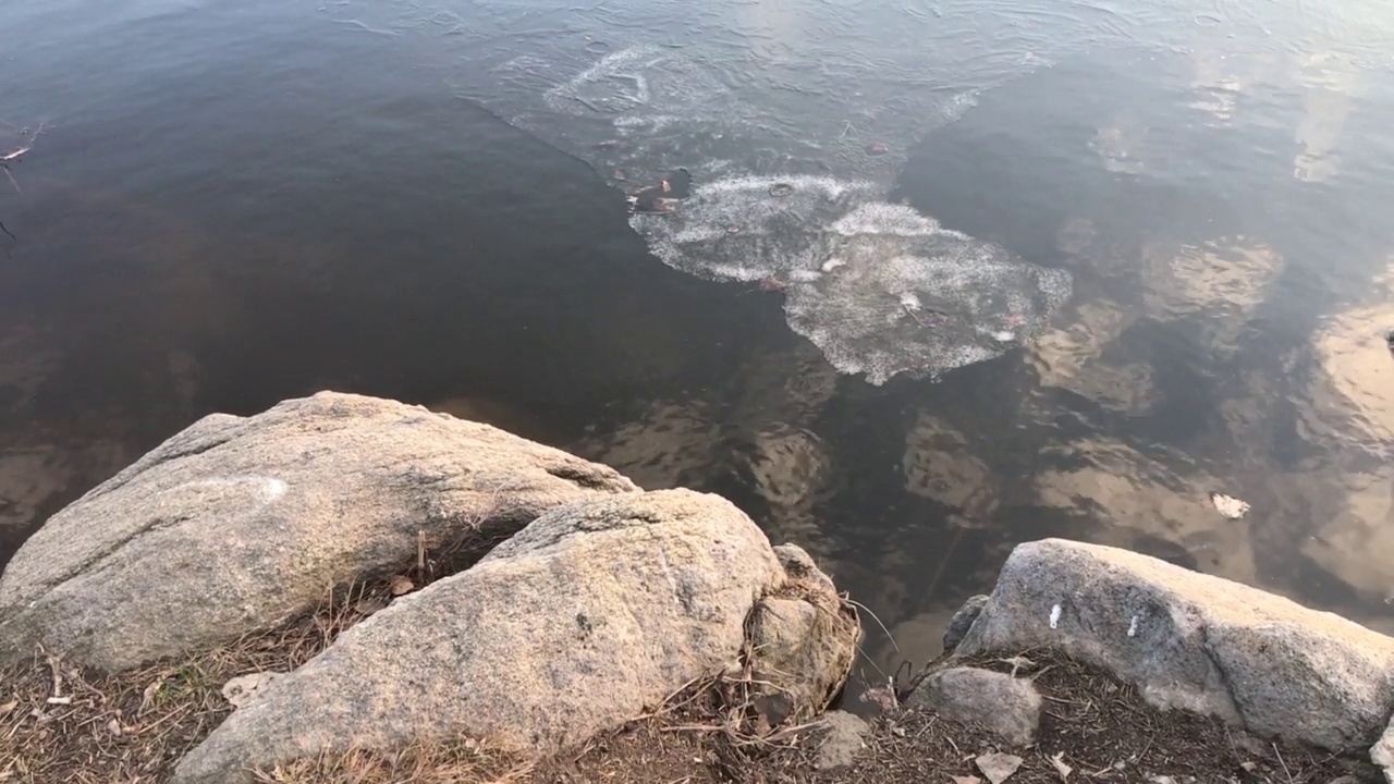 鸭子和海鸥在结冰的湖面上视频素材