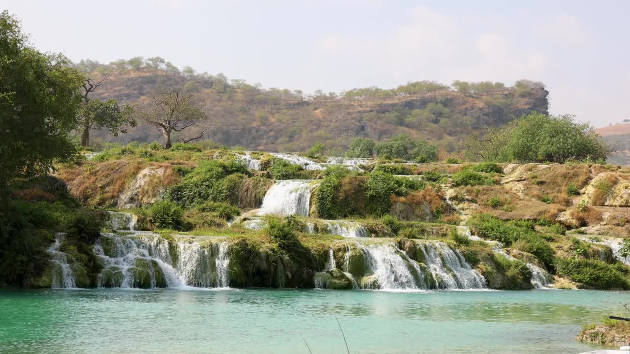 在阿曼佐法尔地区的达尔巴特谷地漫步的骆驼视频素材