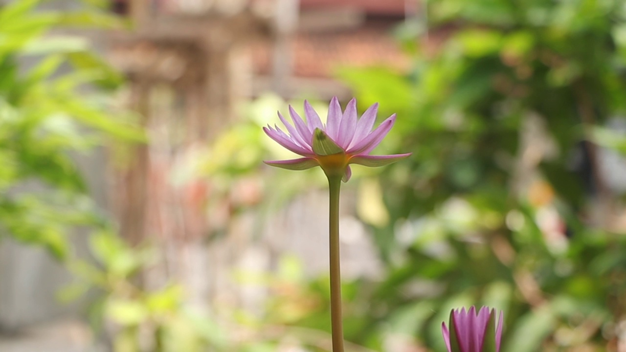 粉莲花视频素材