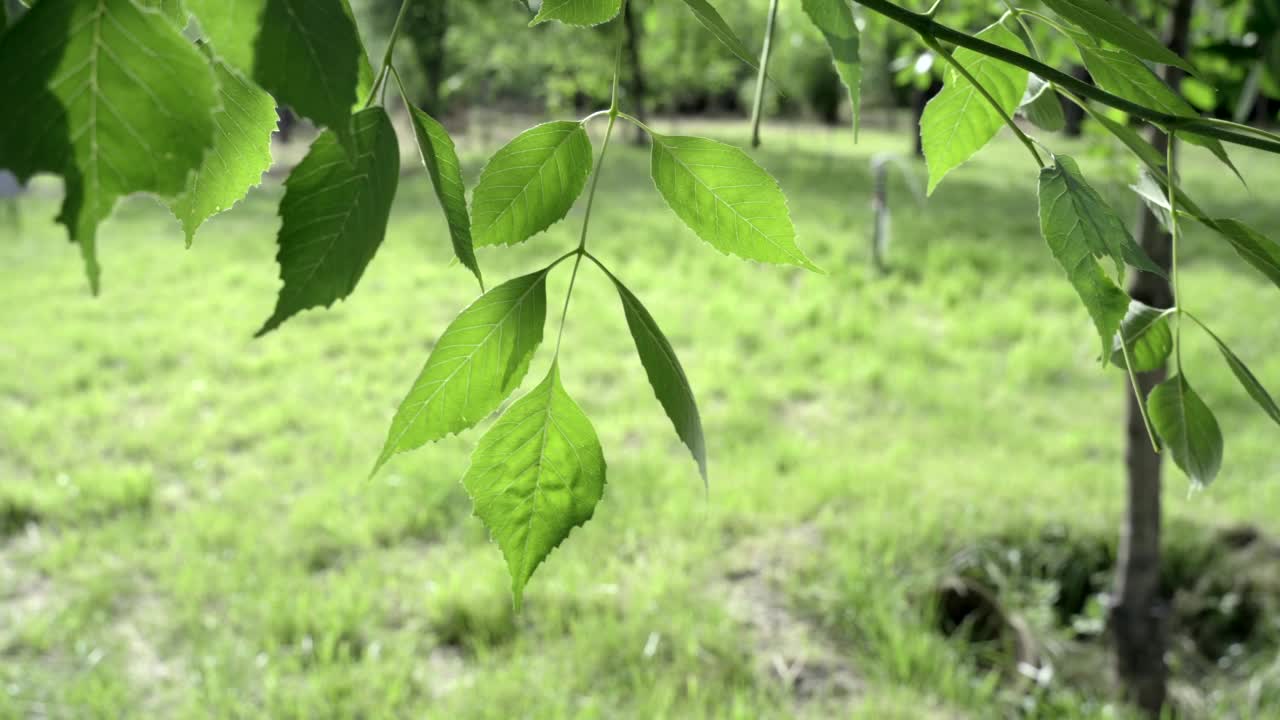 森林里有绿叶的树枝视频素材